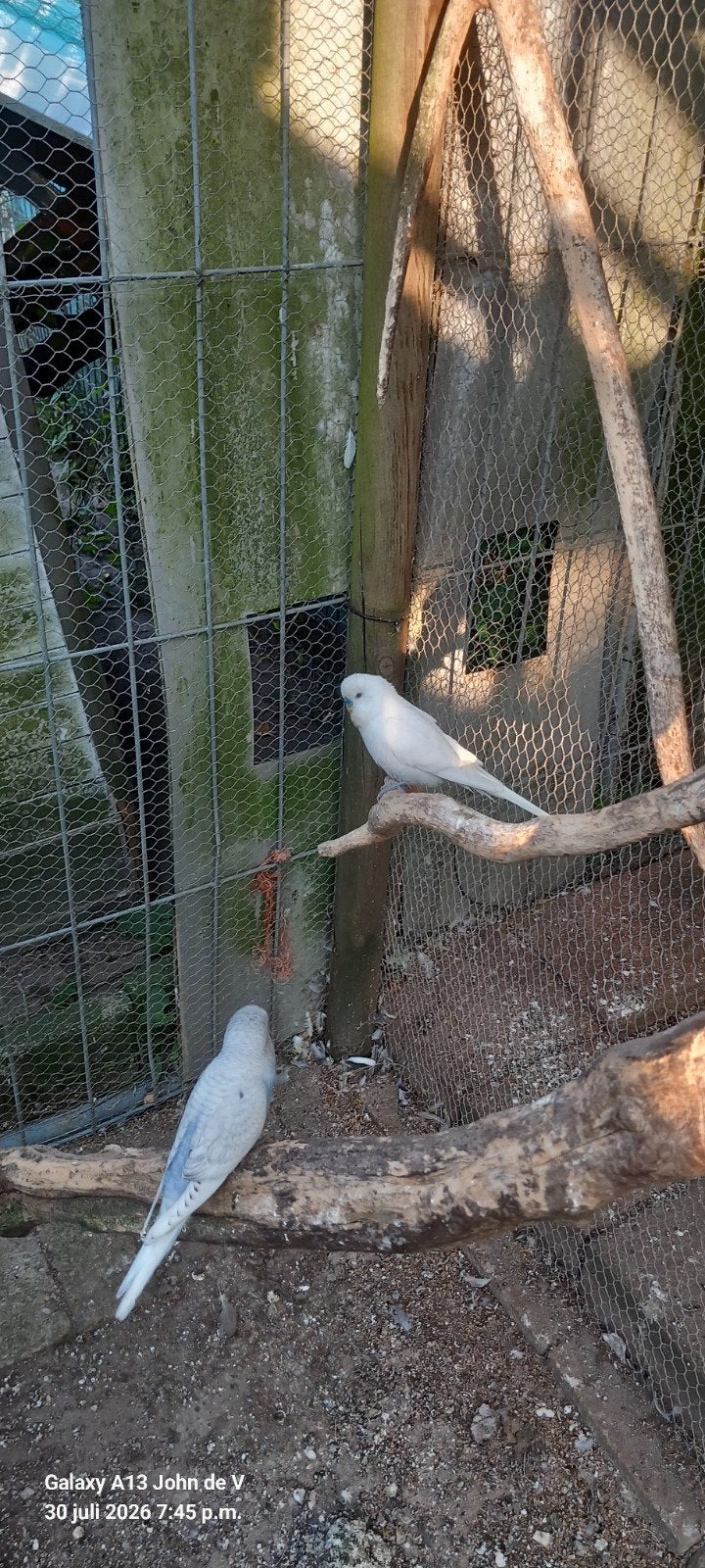 Parkieten, Meerdere dieren, Parkiet