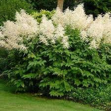 Mooi Aruncus Dioicus 'Kneiffi' (Grote Geitenbaard) in pot!, Ophalen, Overige soorten, Volle zon