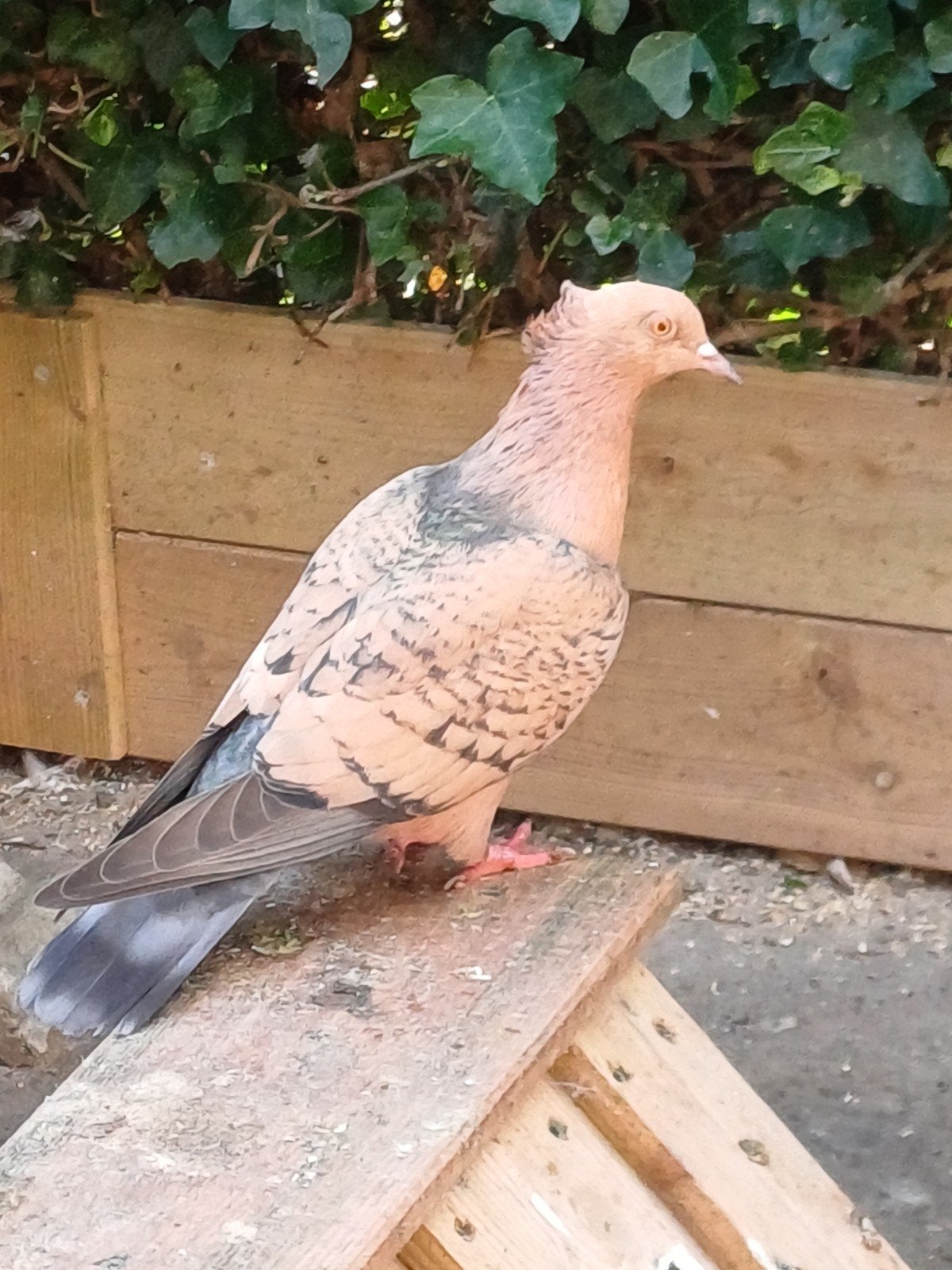 vinkduif, Dieren en Toebehoren
