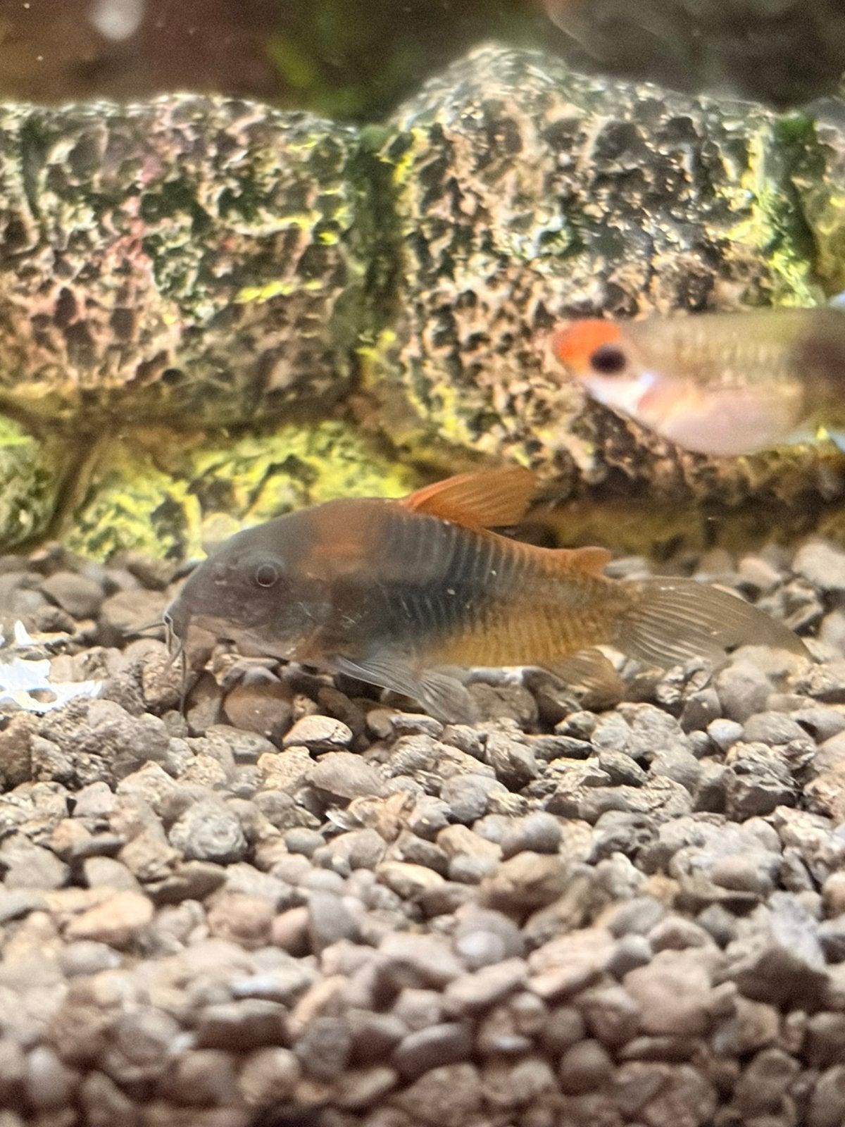 Corydora Orange Venezuela, Vis