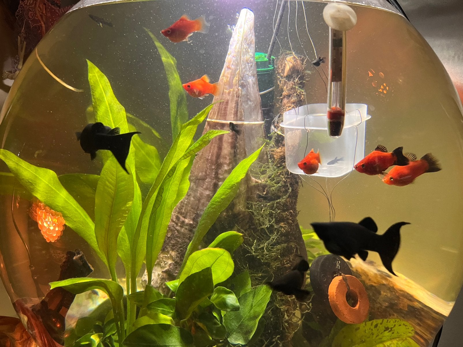 Black molly, Vis
