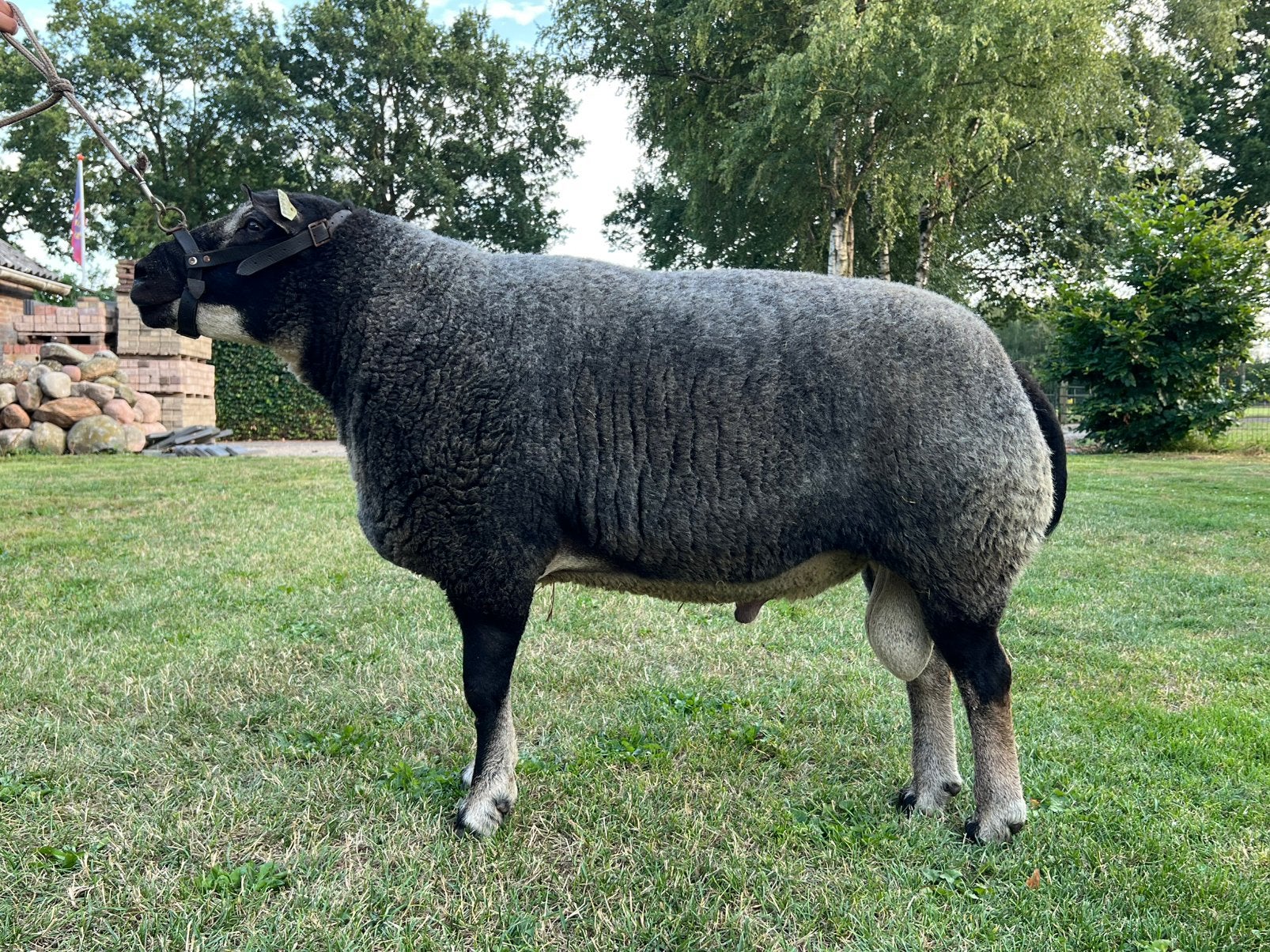 Best ontwikkelde stamboek Dassenkop dekram, Mannelijk, Schaap, 3 tot 5 jaar