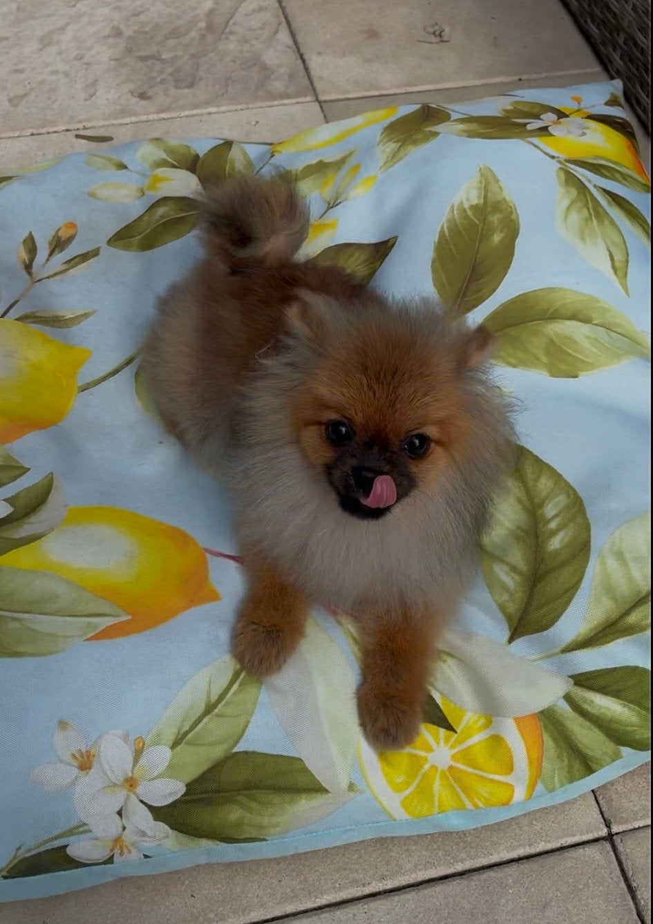 Pomeranian | Pomeriaan | Teef | Mini | Stamboom, Dieren en Toebehoren, Particulier, Keeshond, 15 weken tot 1 jaar, Buitenland