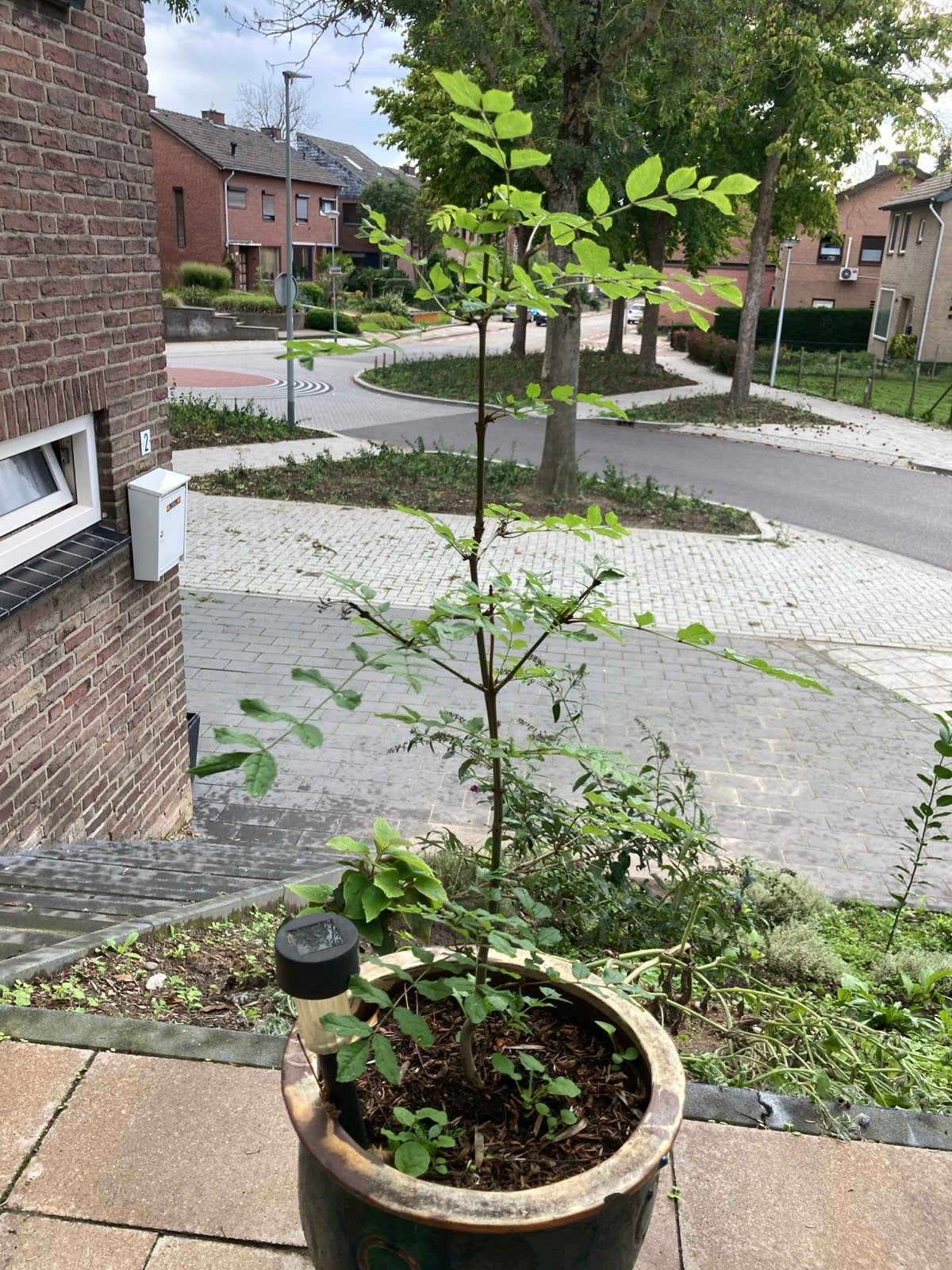 Jonge bomen: Eik en Esdoorn, Tuin en Terras, Overige soorten, Lente, Minder dan 100 cm, Ophalen
