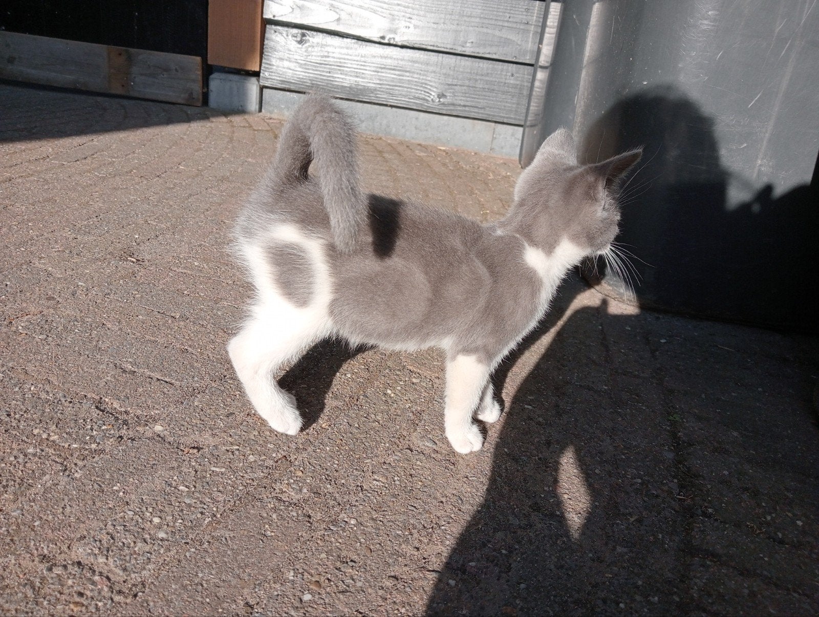 Foto 11 van z.s.m. weg nog 1. Leuke unieke kittens vn Siamese moederpoes