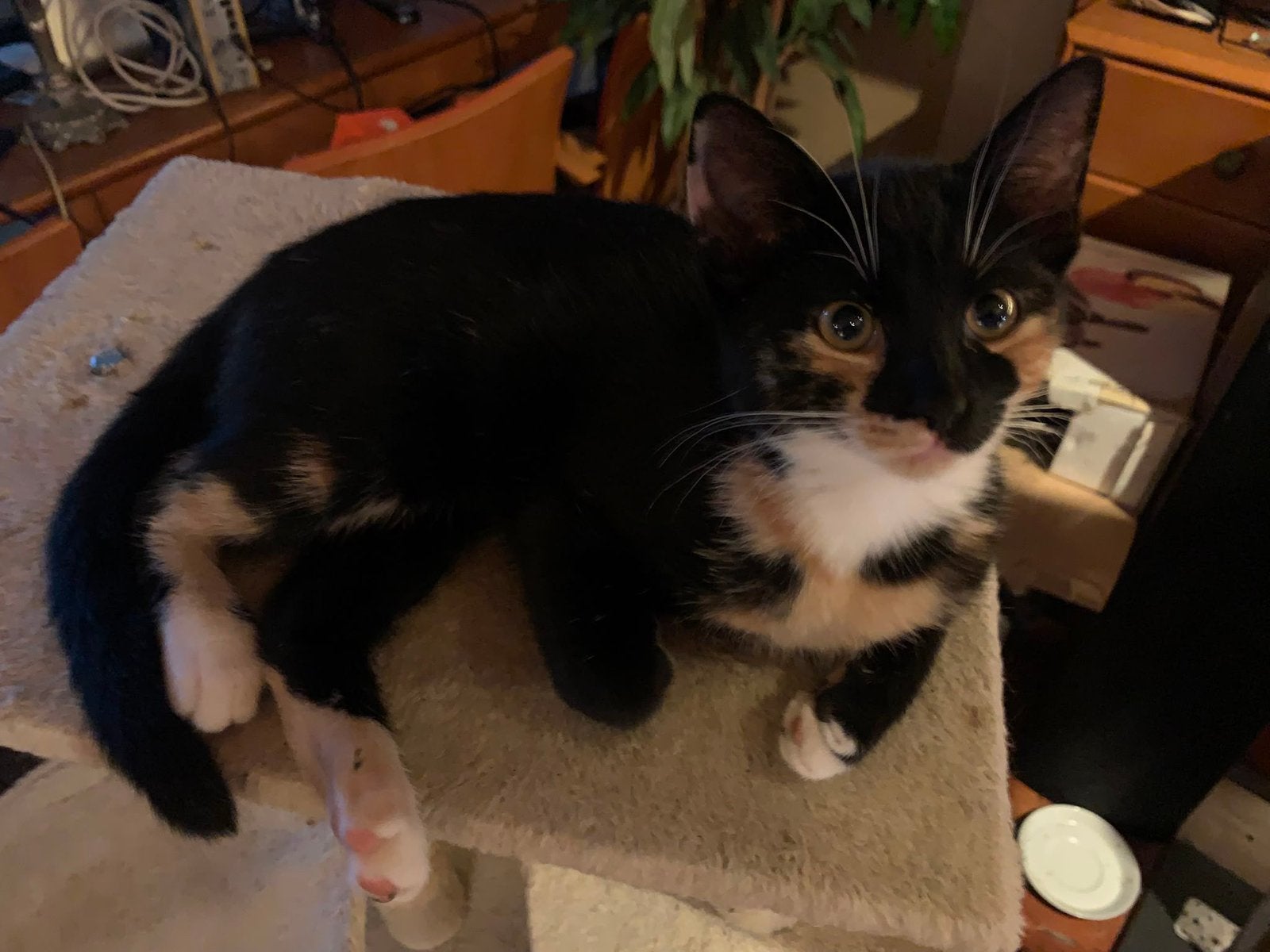 Kittens (2,5 maanden oud), Dieren en Toebehoren, Katten en Kittens | Overige Katten, Meerdere dieren, Kortharig, 0 tot 2 jaar