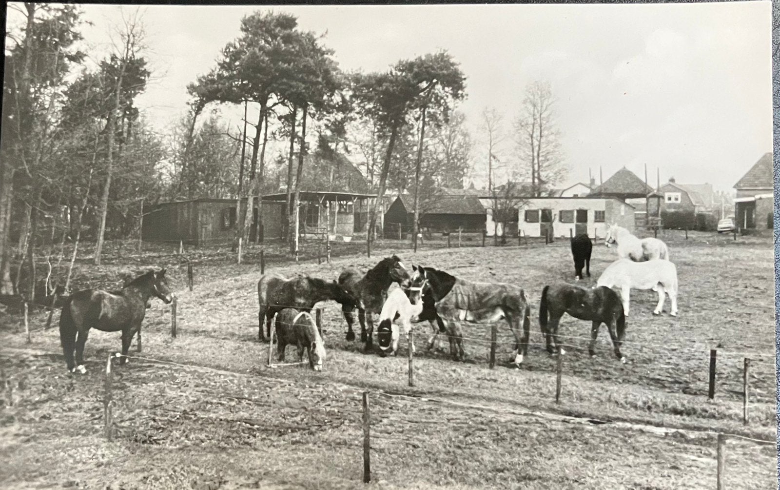 Ansichtkaart De Paardenkamp Rusthuis voor oude Paarden, Ophalen of Verzenden, Ongelopen, Utrecht