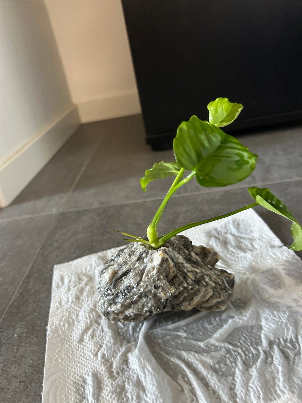 Anubias stek op steen - tropisch aquarium, Ophalen, Zo goed als nieuw, Plant(en), Steen of Hout