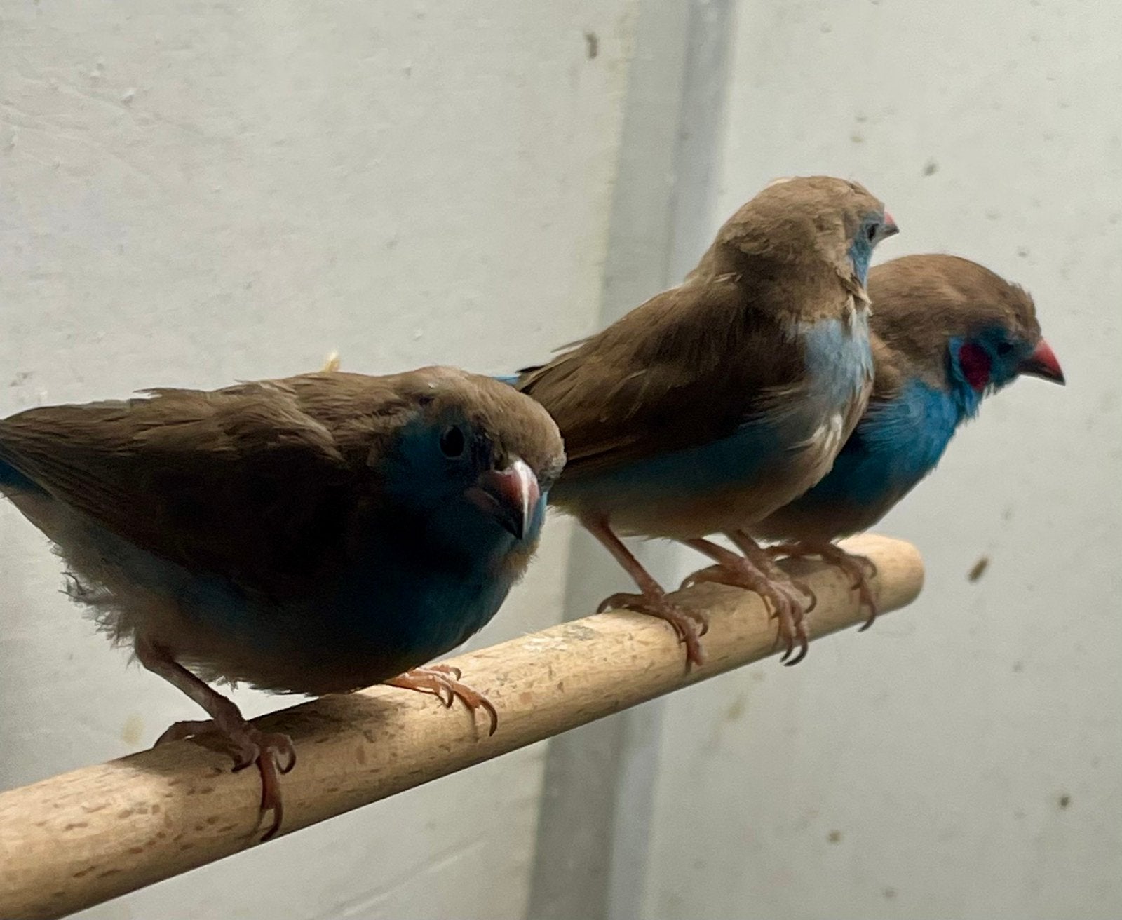 Too koop 1 man en 2 vrouw Roodwang blauwfazantjes, Dieren en Toebehoren, Meerdere dieren, Tropenvogel