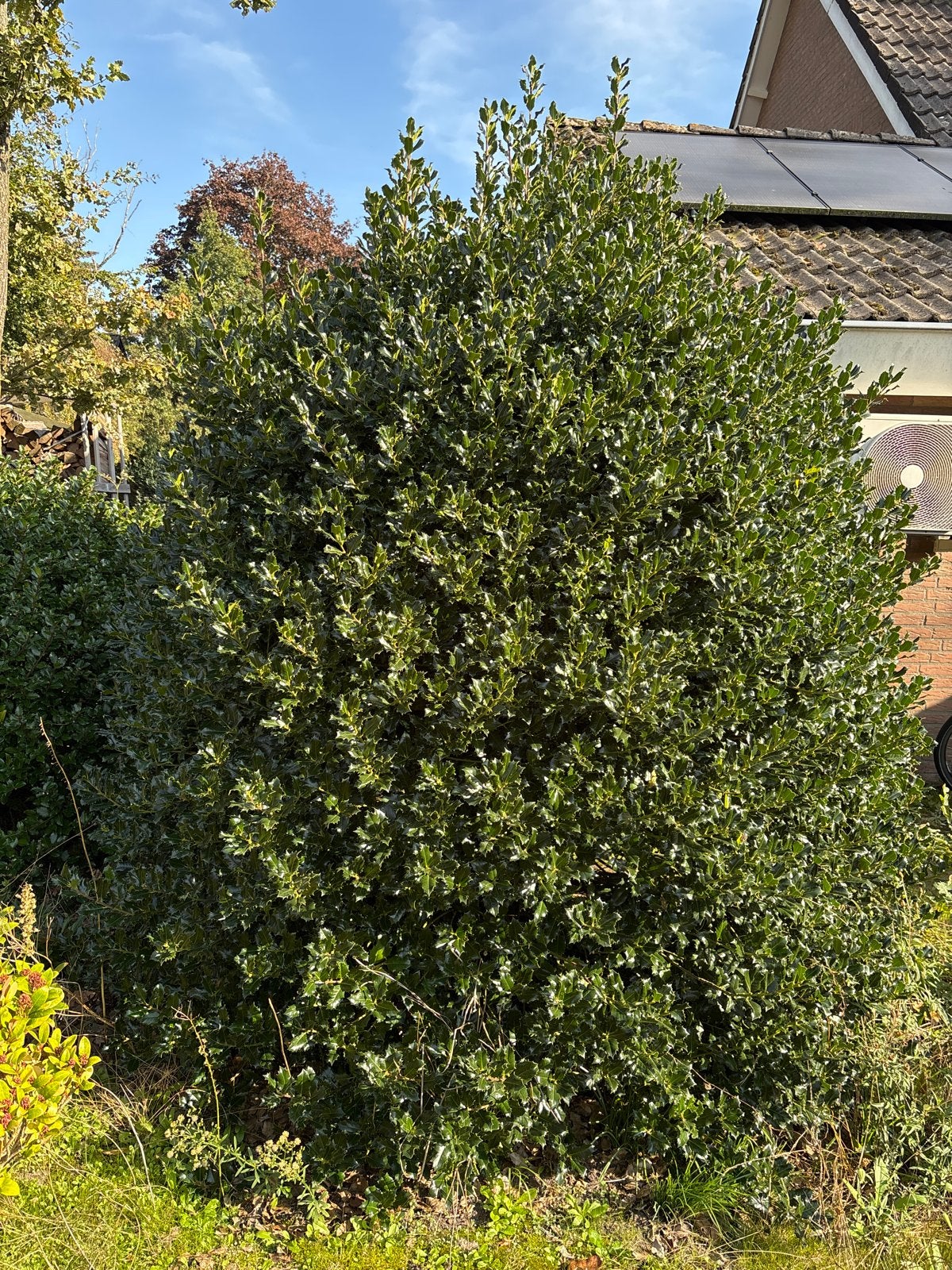 Grote Hulst (Ilex aquifolium) - Wintergroene struik, Vaste plant, Bloeit niet, Halfschaduw, Ophalen