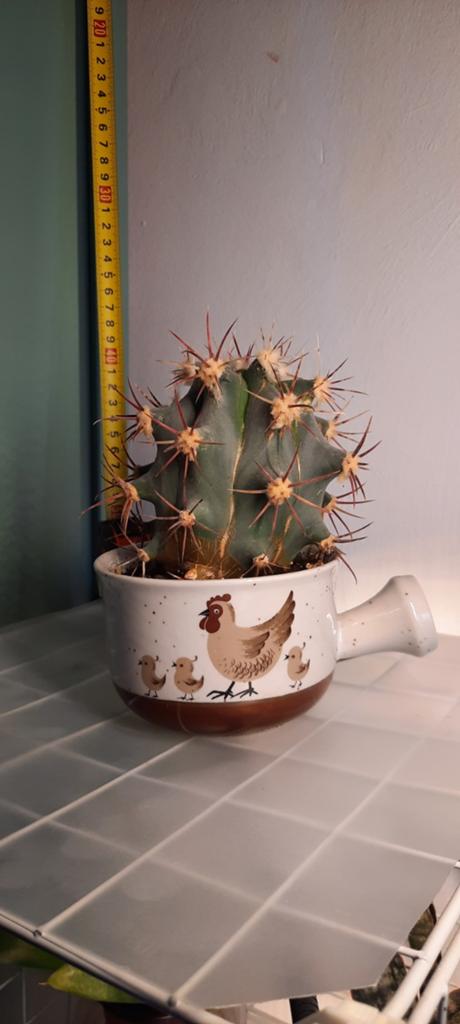 House plants / Kamerplanten, Ophalen, Volle zon, Minder dan 100 cm