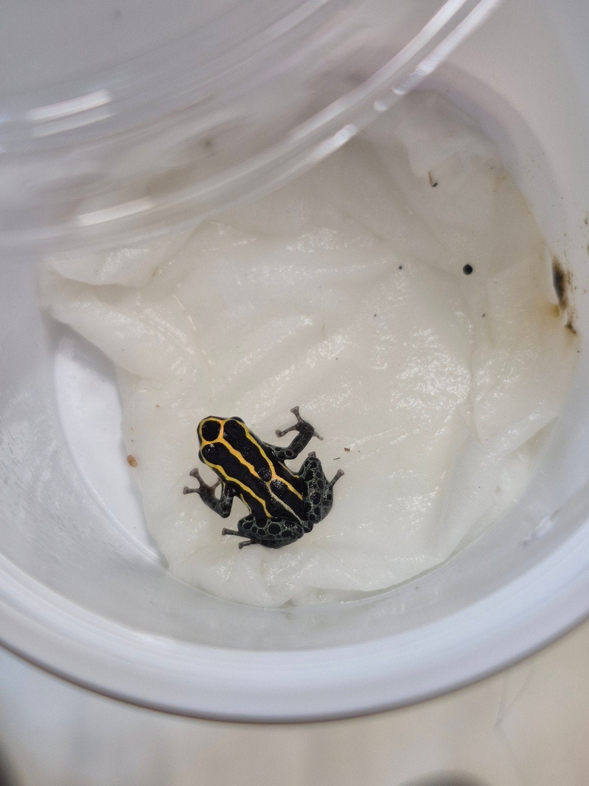 ranitomeya variabillis frans Guyana kikkervisjes, Dieren en Toebehoren, Ophalen of Verzenden