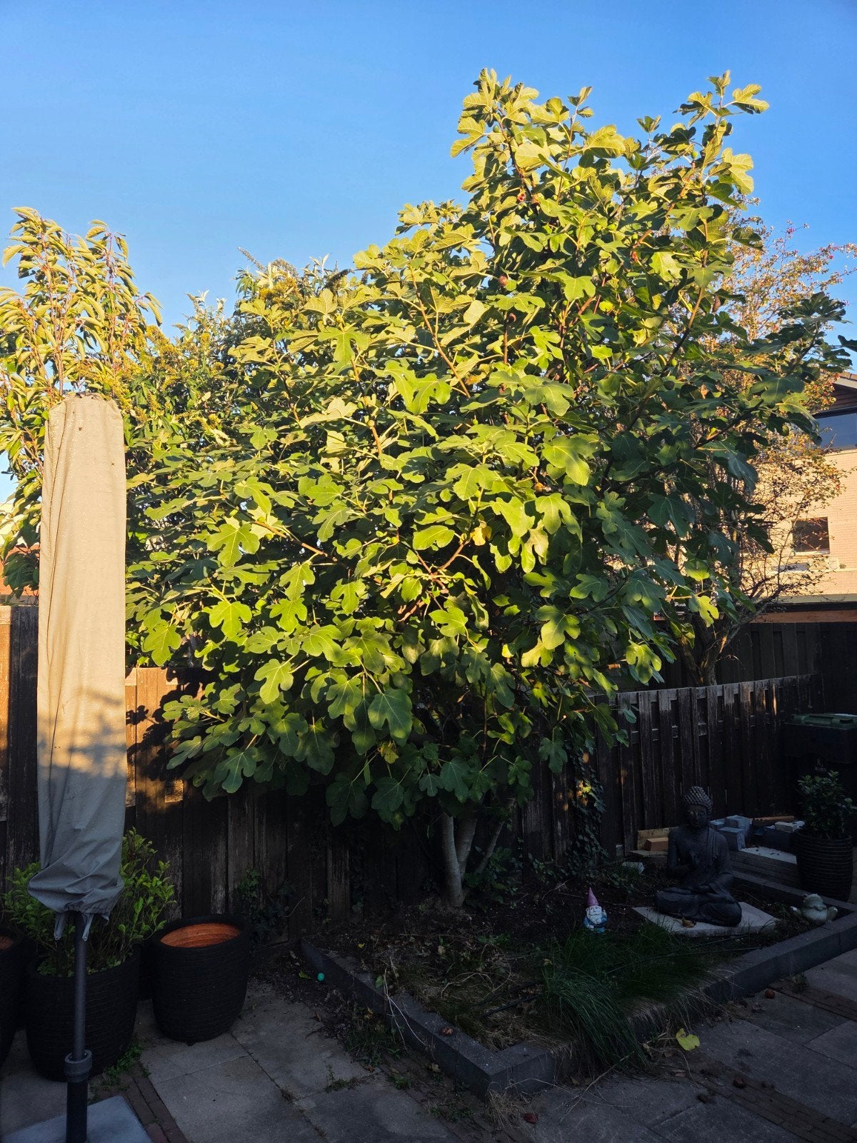 Grote volwassen vijgenboom – gratis, zelf uitgraven, Tuin en Terras, Bloeit niet, Overige soorten, 400 cm of meer, Ophalen