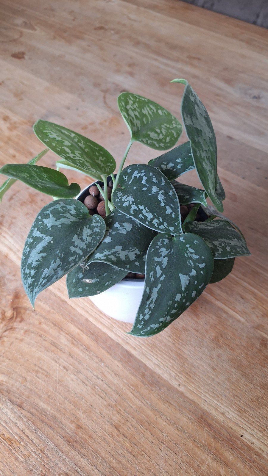 Scindapsus Pictus 'Argyraeus' - Zilverrank met pot, Overige soorten, Minder dan 100 cm, Groene kamerplant, Halfschaduw