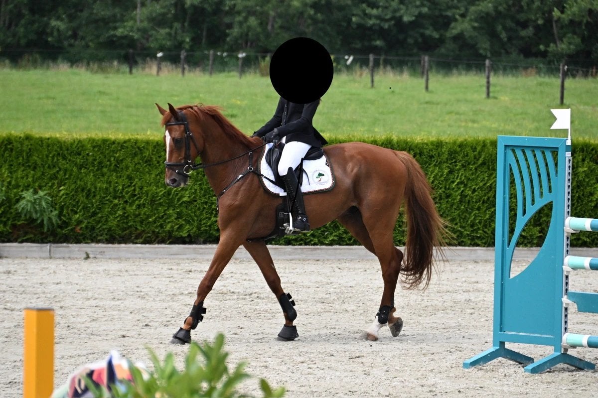 Bewezen CCI2*-eventer met een topkarakter, Springpaard, 175 cm of meer, Met stamboom, Ruin