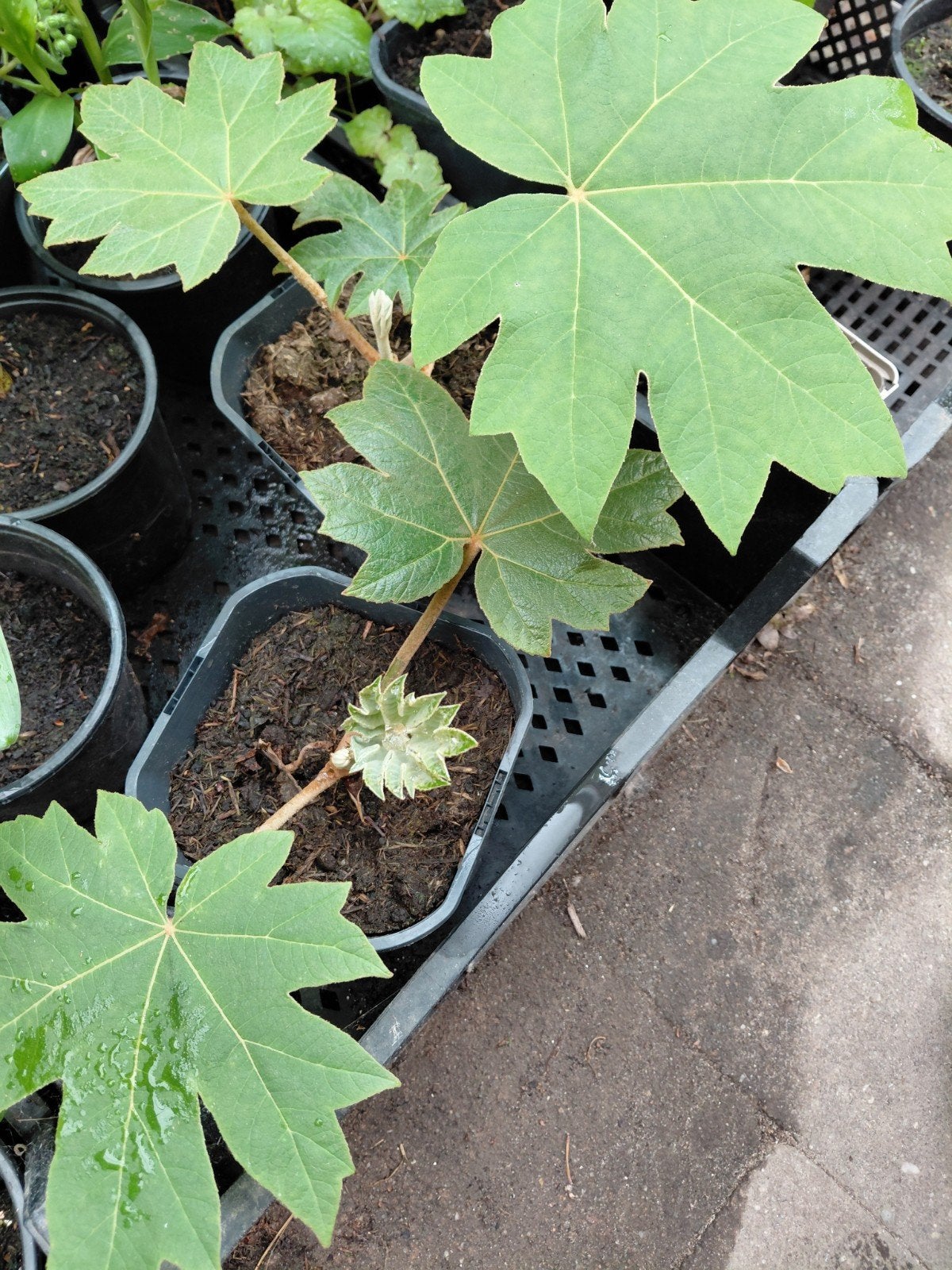 Tetrapanax papyrifer, Tuin en Terras, Planten | Tuinplanten, Ophalen, Vaste plant, Overige soorten, Halfschaduw