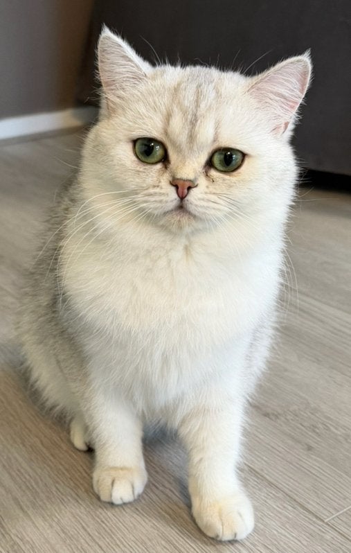 Britse korthaar Silver Shaded Poes met groene ogen., Poes, Gechipt, 0 tot 2 jaar