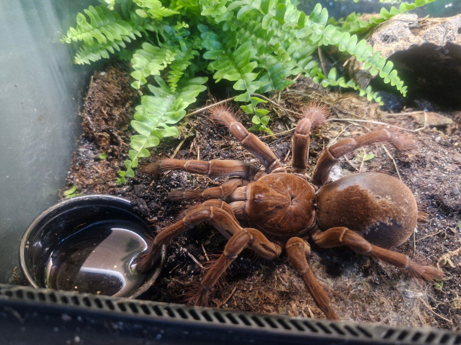 div tarantula s, Overige soorten