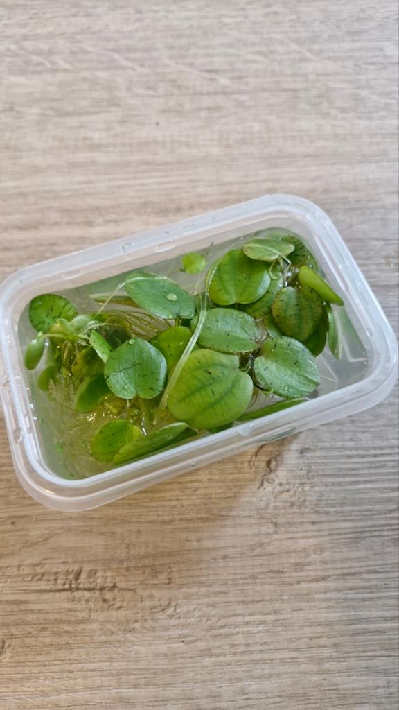 Dijfplanten aquarium, Dieren en Toebehoren, Vissen | Aquaria en Toebehoren, Ophalen, Plant(en), Steen of Hout