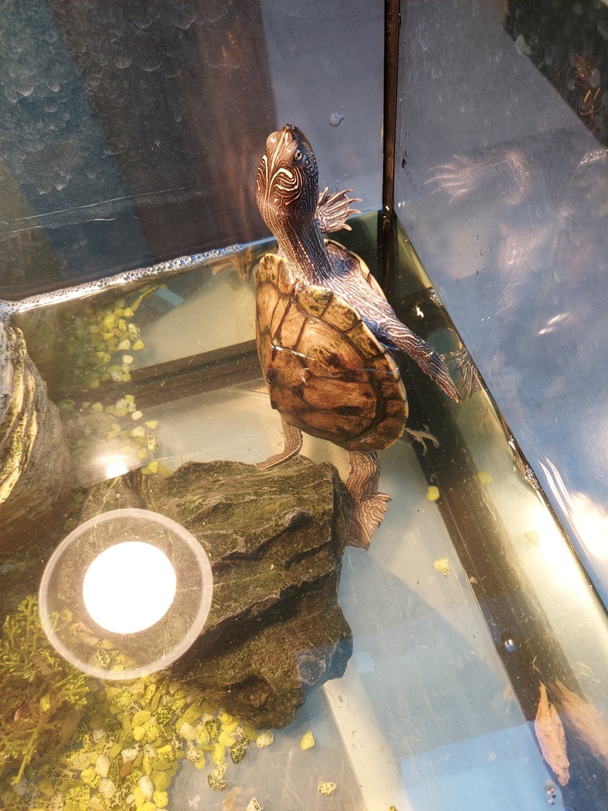 Wij zoeken een nieuw huis voor onze lieve schildpad Harrie Turtle photo 4