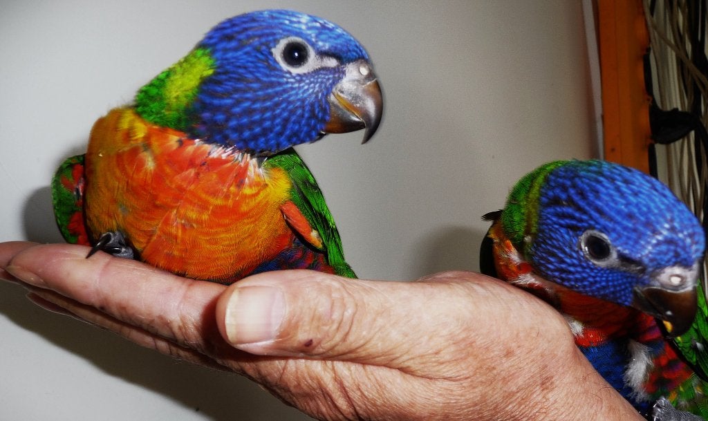 Lori van de blauwe bergen jong koppel met DNA Certificaat, Dieren en Toebehoren, Vogels | Parkieten en Papegaaien, Meerdere dieren