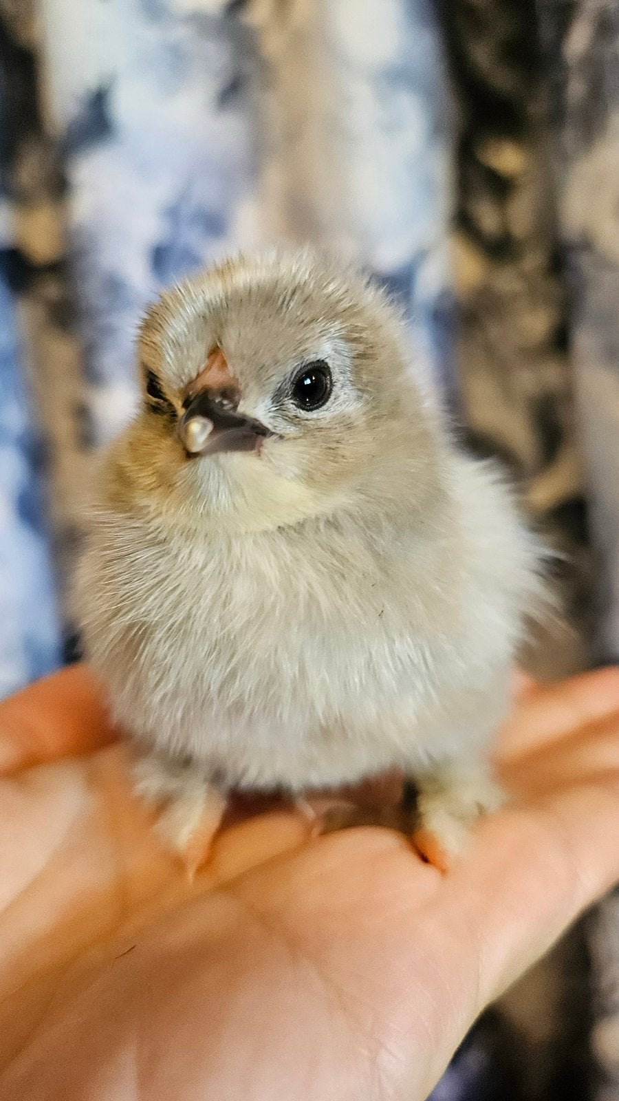 Prachtige brahma hennen kuikens te koop! Nu 10 dagen oud, Dieren en Toebehoren, Vrouwelijk, Kip