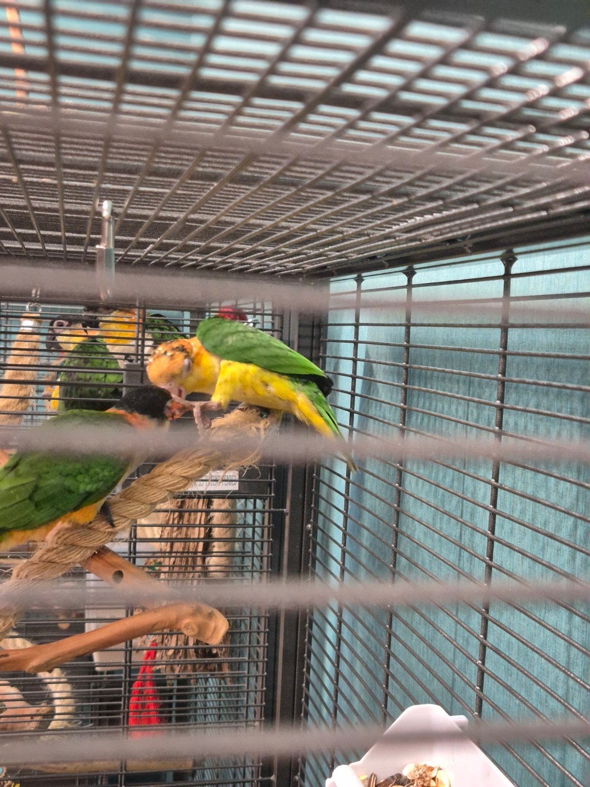 Roestkop Caique Mannelijk, Dieren en Toebehoren, Mannelijk, Papegaai, Tam