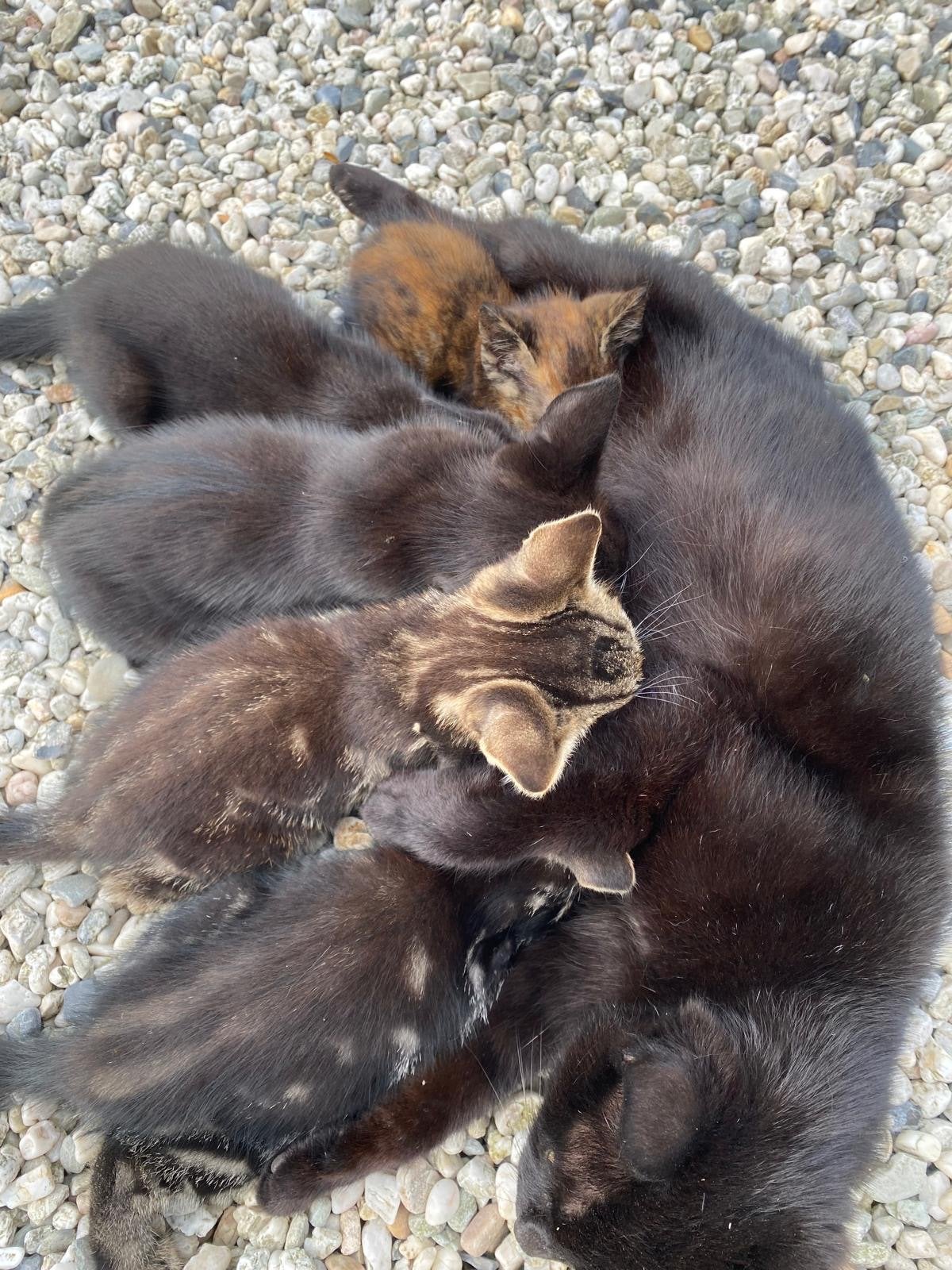 Nestje kittens, Dieren en Toebehoren, Meerdere dieren