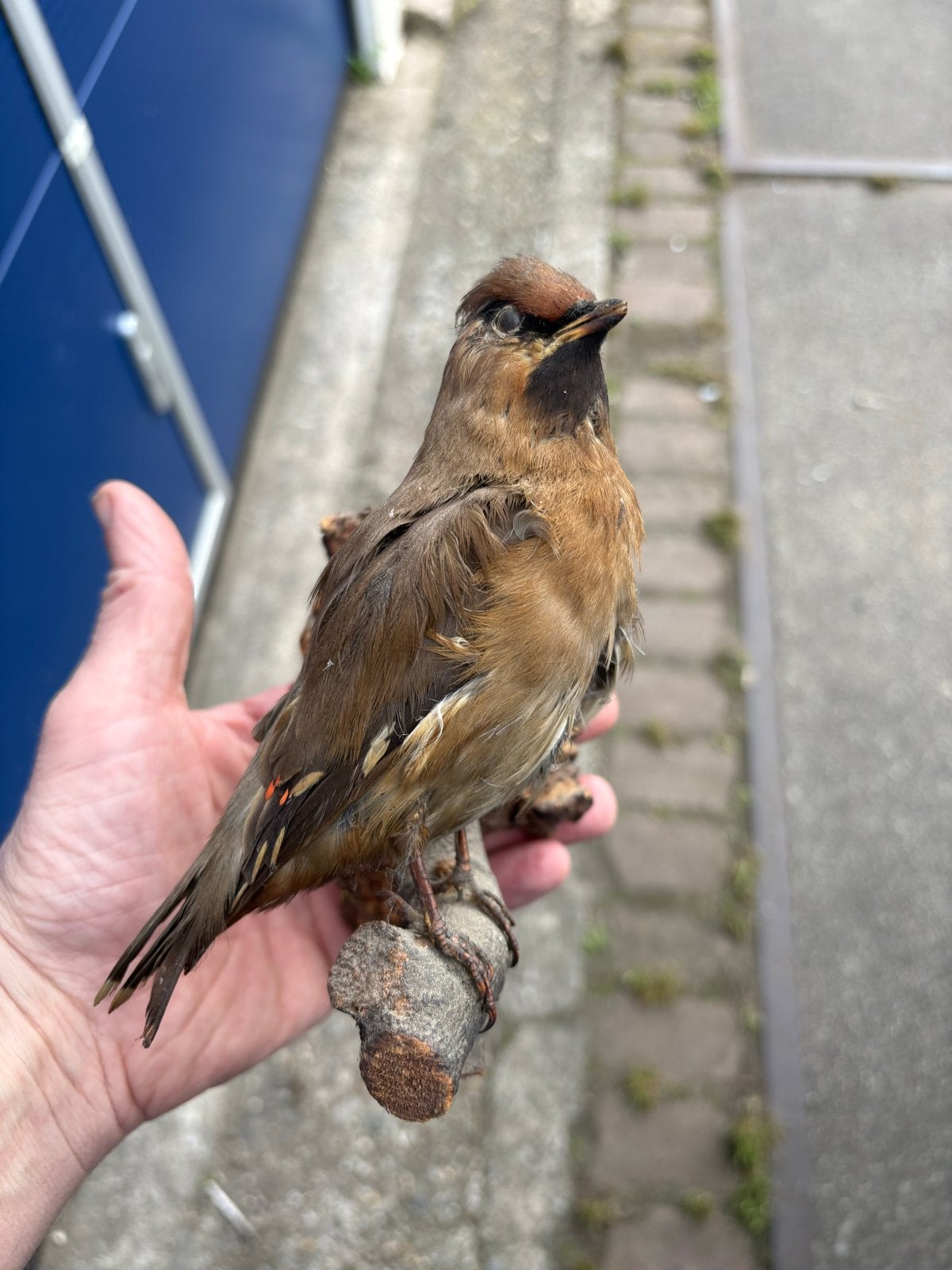 opgezette pestvogel, Dieren en Toebehoren, Wildzangvogel
