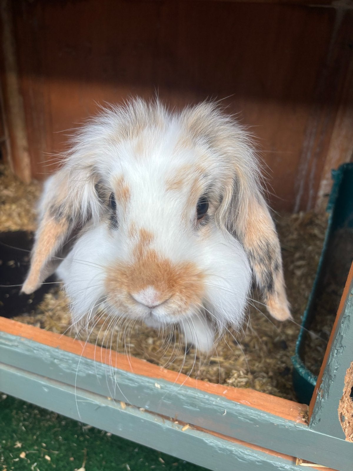 2 mannetjes konijnen, Dieren en Toebehoren, Knaagdieren, Mannelijk, Mei, Overige typen, Tam