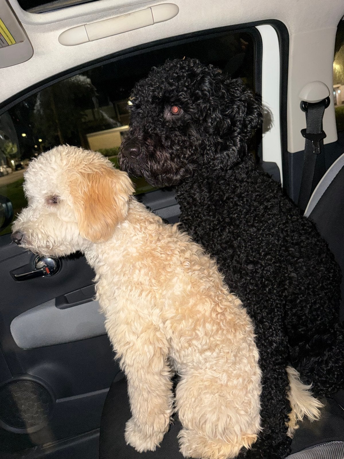 Labradoodle pups, Dieren en Toebehoren, Honden | Niet-rashonden, 8 tot 15 weken, Geslacht onbekend, Meerdere, Middel