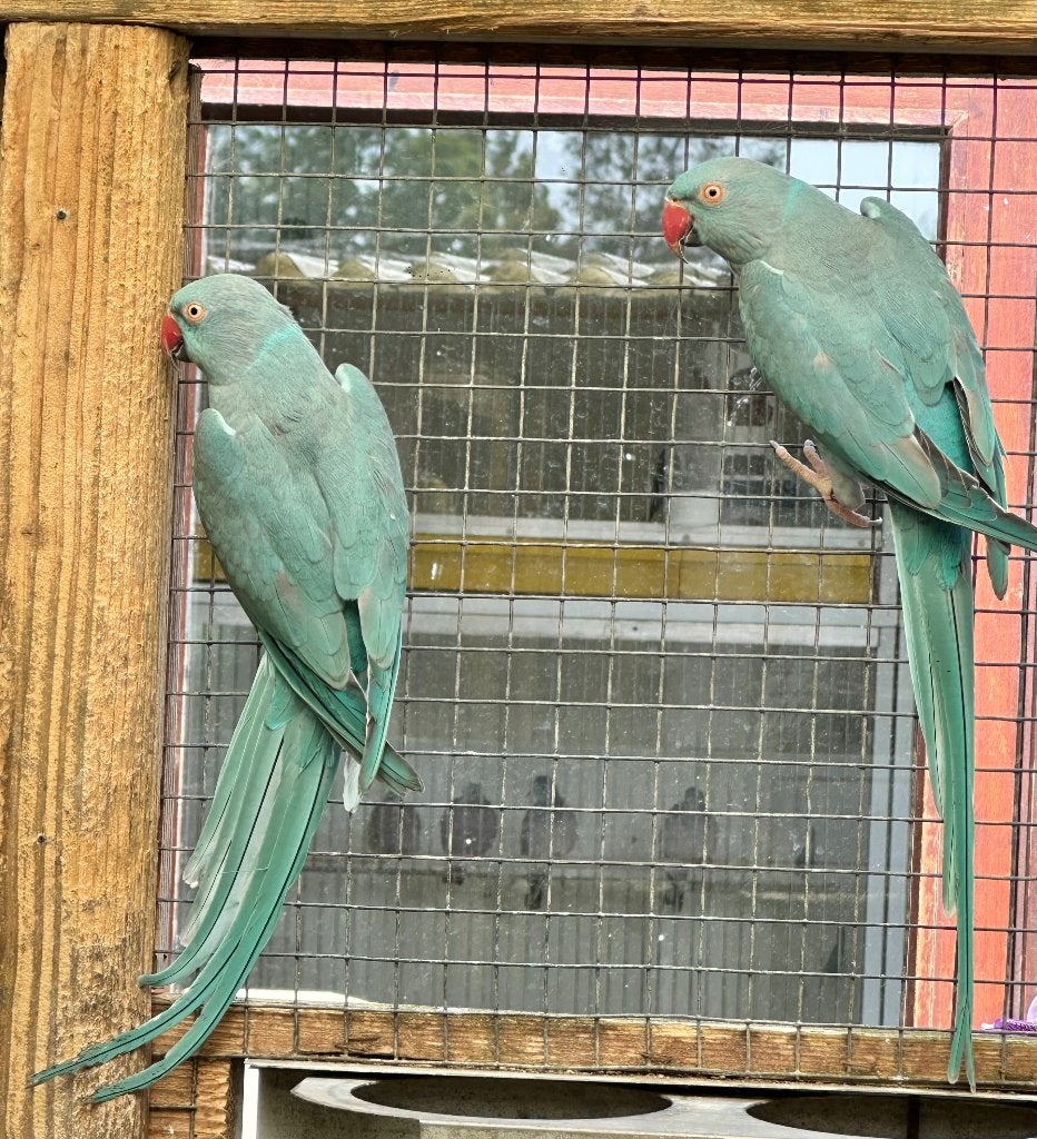 Halsbandparkieten blauw koppel, Dieren en Toebehoren, Vogels | Parkieten en Papegaaien, Meerdere dieren, Parkiet
