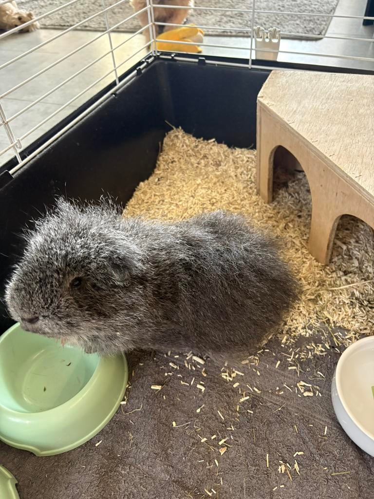 Ch teddy cavia's, Oktober, Meerdere dieren, Cavia