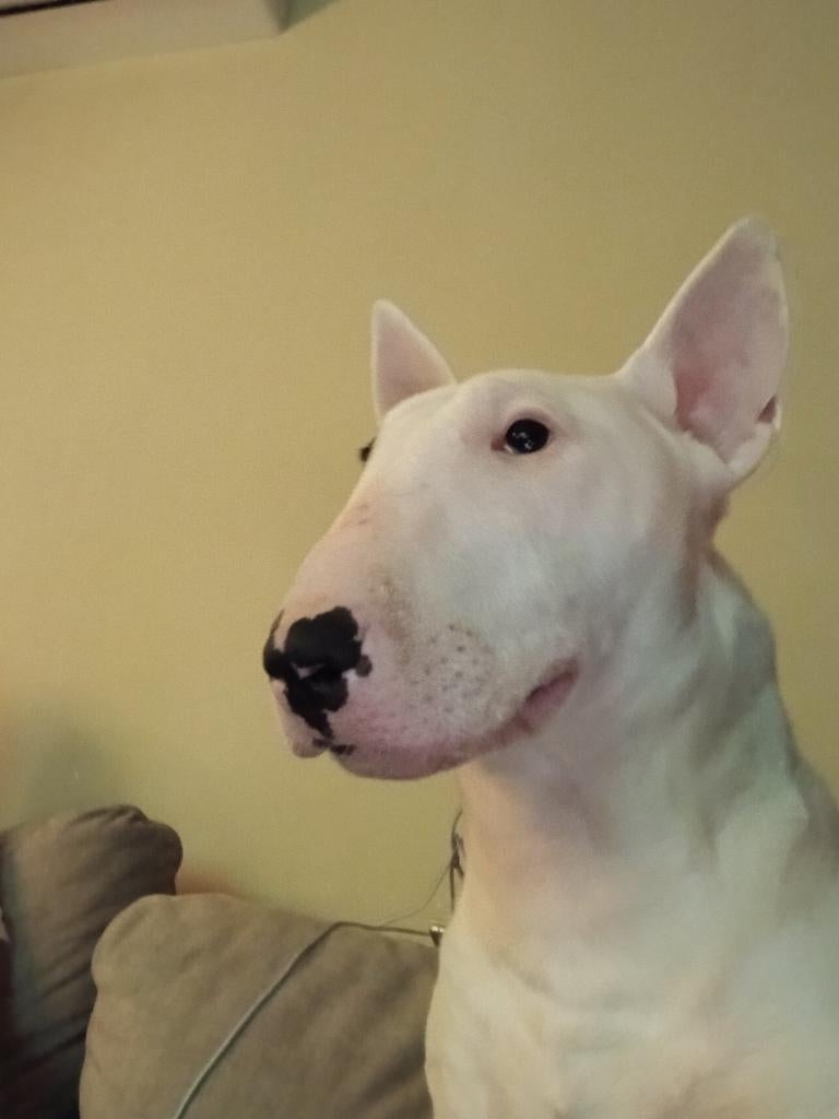 Bull terrier teefje, 15 weken tot 1 jaar, Teef, Parvo, Eén hond