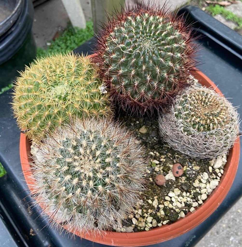 Cactus, Ophalen, Cactus, Volle zon, Minder dan 100 cm