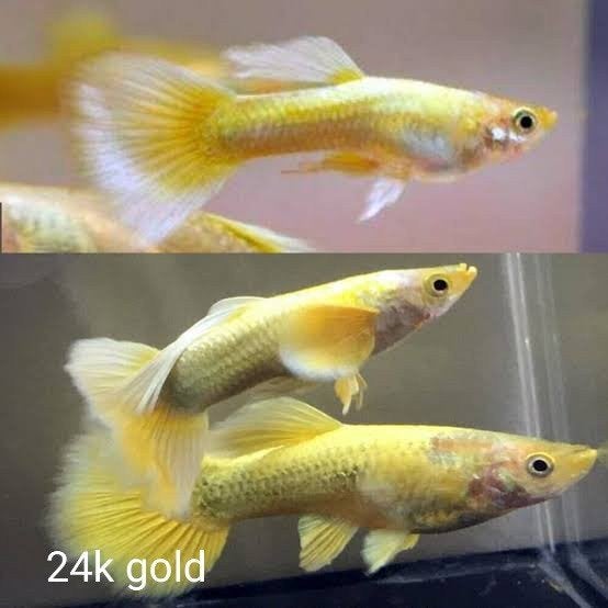 kweekgroep 24k gold *** 3V + 1M ***, Dieren en Toebehoren, Vissen | Aquariumvissen, Vis, Zoetwatervis, Schoolvis