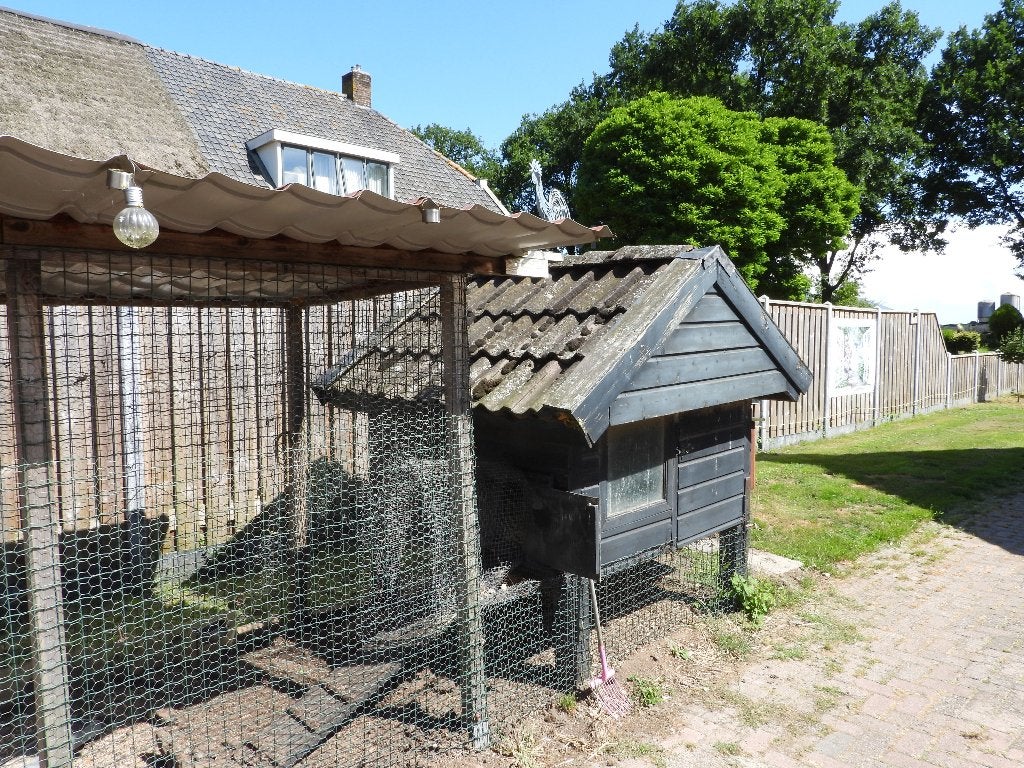 Pluimvee, Vrouwelijk, Kip