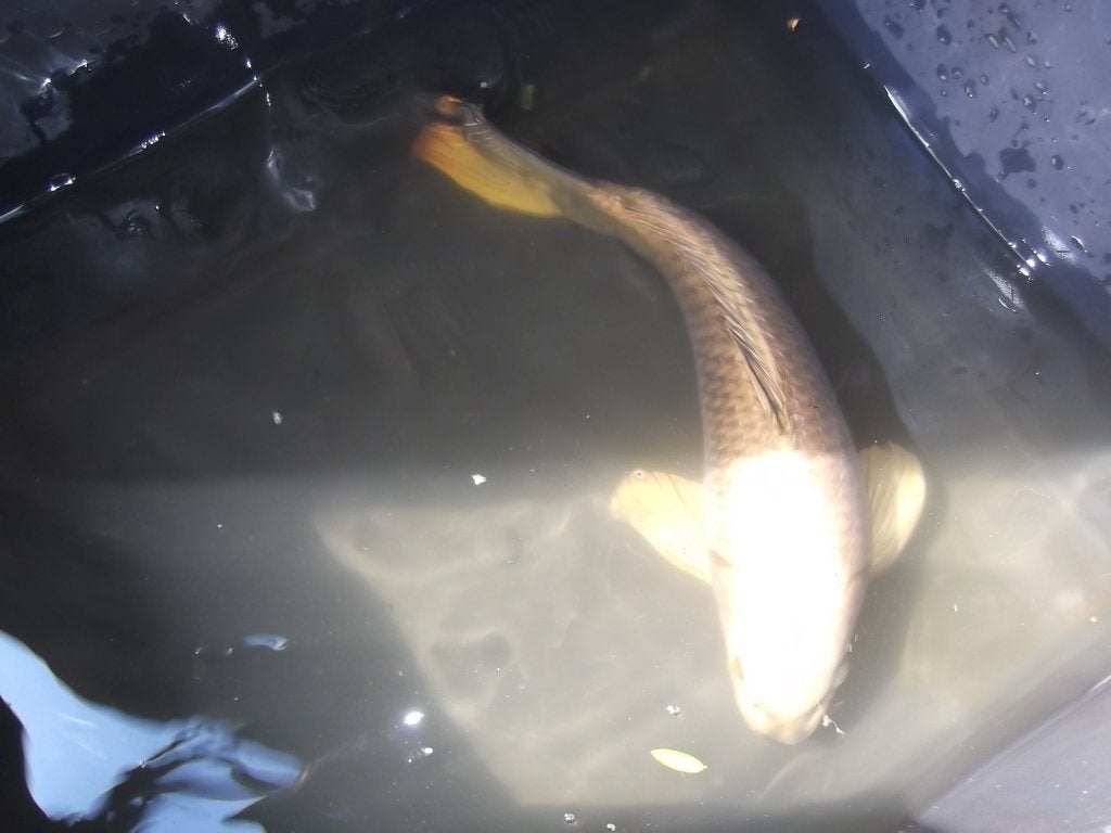 3 mooie kois en 1 graskarper, Dieren en Toebehoren, Karper of Koi