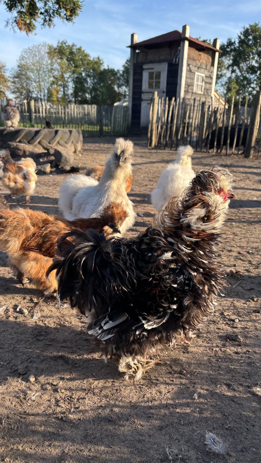 Zwart Mottled Krulveer Haantje, Dieren en Toebehoren, Mannelijk, Kip