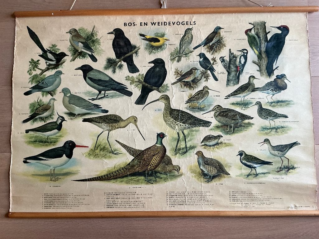 Bos-en Weidevogels van Hendrik Slijper, Ophalen of Verzenden, Natuur en Biologie
