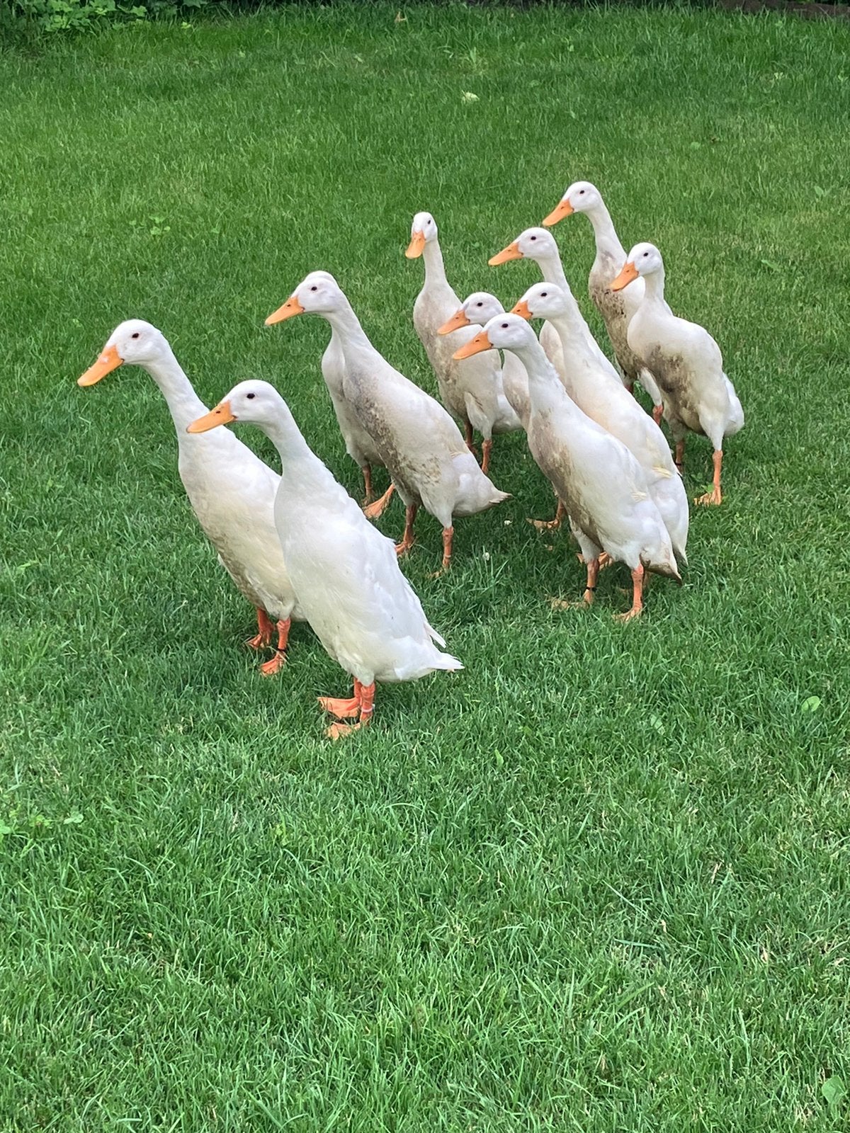 Witte, raszuivere Indische loopeenden (woerden), Dieren en Toebehoren, Mannelijk, Eend