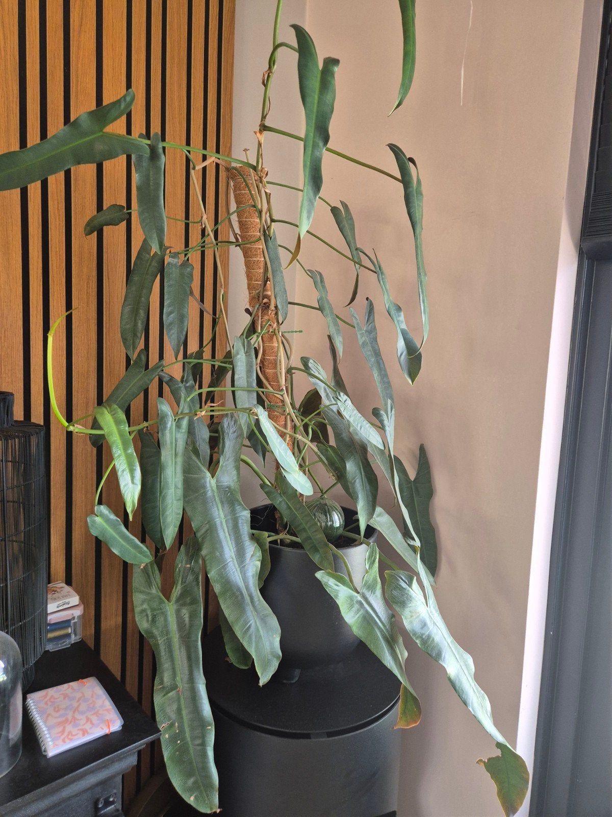 Philodendron atabapoense, Huis en Inrichting, Kamerplanten, Groene kamerplant, Ophalen, Halfschaduw, 100 tot 150 cm