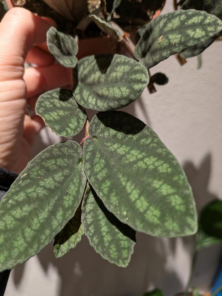 Pellionia Pulchra kamerplant terrariumplant stekjes, Huis en Inrichting, Kamerplanten, Ophalen of Verzenden, Halfschaduw, Minder dan 100 cm