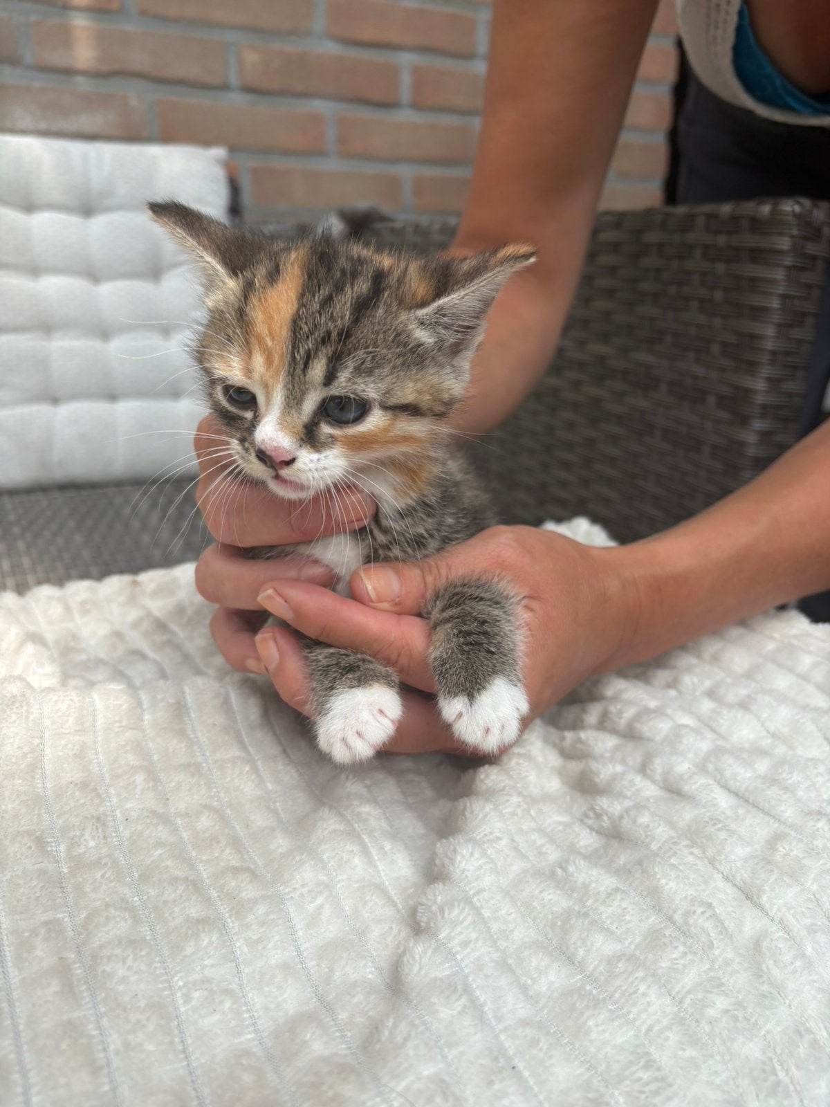 Kittens te koop, 0 tot 2 jaar