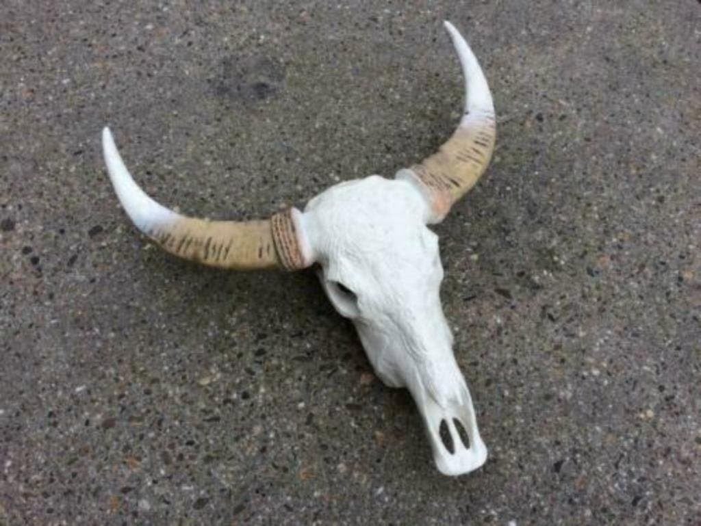 Foto 12 van Buffelschedels , Skulls , Longhorn , hoorns , bison schedels