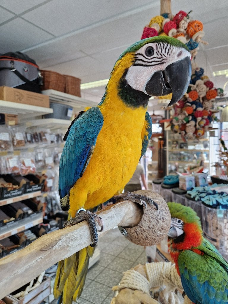 tamme jonge blauw gele ara, Dieren en Toebehoren, Meerdere dieren, Papegaai, Tam
