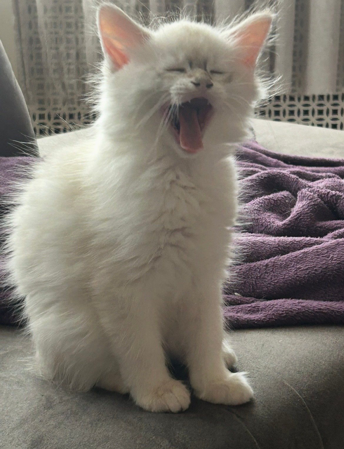 Lieve Tabby Ragdoll kittens, Dieren en Toebehoren, Meerdere dieren, Ontwormd, 0 tot 2 jaar