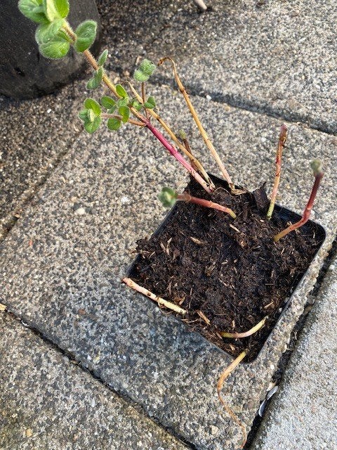 diascia fetcaniences, Ophalen, Vaste plant, Overige soorten, Volle zon