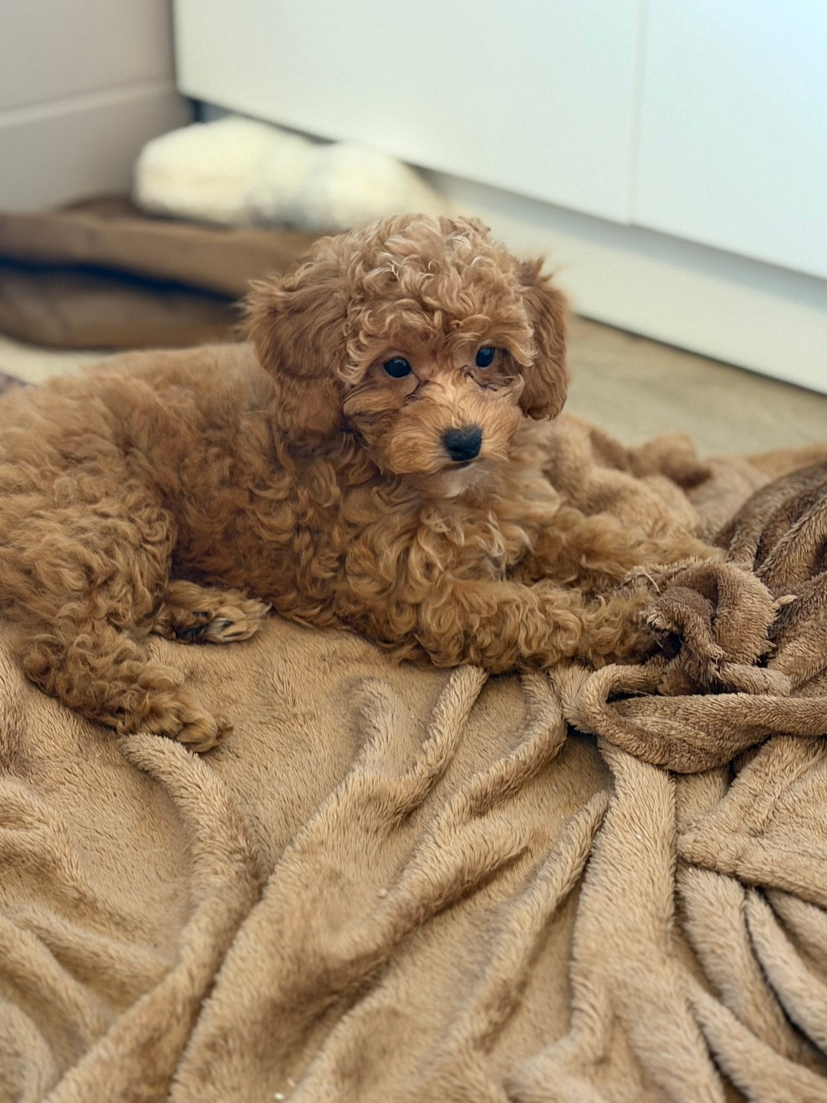 Toy x dwerg poedel pups abrikoos uit geteste ouders, Parvo, Nederland, Overige rassen, 8 tot 15 weken