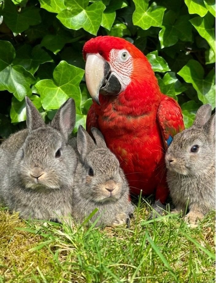 Kleurdwergkonijntjes, Meerdere dieren, Dwerg